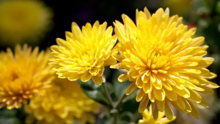 Chrysantheme Chrysanthemum
